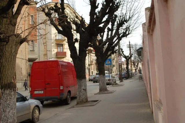 Замість знесених дерев у Чернівцях висаджують нові (фото) — фото 1