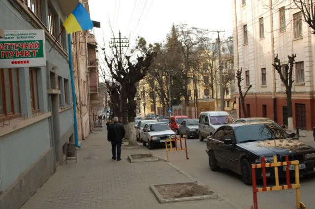 Замість знесених дерев у Чернівцях висаджують нові (фото) — фото 2