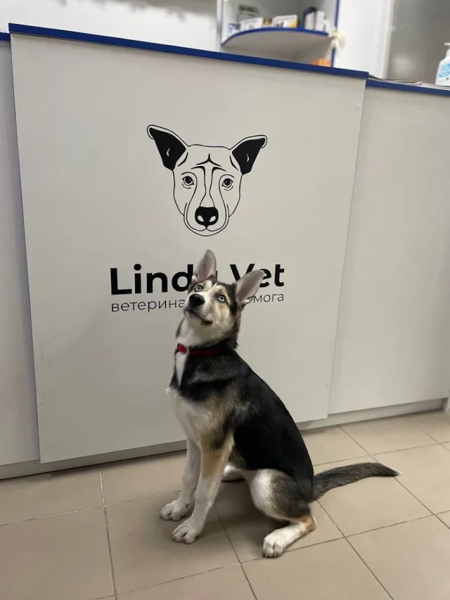 Ветеринарна клініка Linda Vet — фото 2